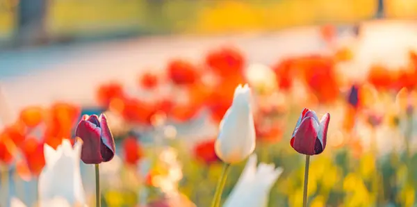 Φωτεινό Φως Πάνω Από Ρομαντικά Πολύχρωμα Λουλούδια Τουλίπας Φωτογραφία Αρχείου