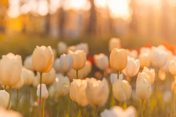 Φωτεινό Φως Πάνω Από Ρομαντικά Πολύχρωμα Λουλούδια Τουλίπας Royalty Free Εικόνες Αρχείου