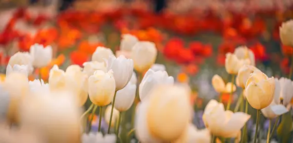 ロマンチックなカラフルなチューリップの花に明るい光 ストック画像