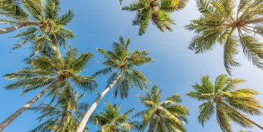 Yaz ağacı desenli arka plan duvar kağıdı. Yaz tropik adası ya da tatil turizmi. Güneşli mavi gökyüzünde Coco palmiyesi yaprakları. 