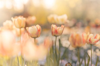 Bulanık çiçek arka planında yeşil yapraklı lalelerin yakın çekim tomurcukları