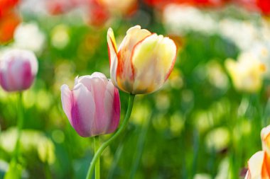 Bulanık çiçek arka planında yeşil yapraklı lalelerin yakın çekim tomurcukları