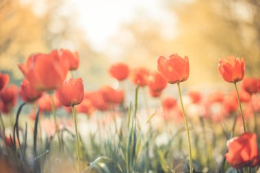 Bulanık çiçek arka planında yeşil yapraklı lalelerin yakın çekim tomurcukları