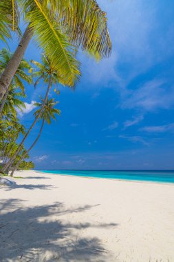 Mükemmel ada sahili. Yaz cennetinin tropik seyahat manzarası. Beyaz kum palmiyeleri güneşli mavi deniz gökyüzü.