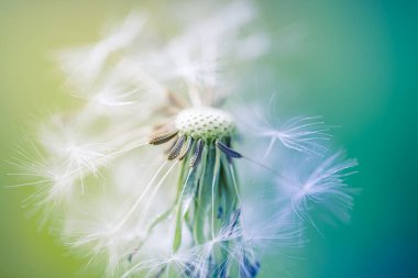 Karahindiba tohumlarındaki güzellik turkuaz arka planda esiyor. Karahindiba 'ya yakın 