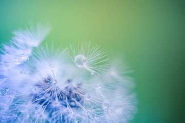Karahindiba tohumlarındaki güzellik turkuaz arka planda esiyor. Karahindiba 'ya yakın 