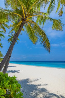 Mükemmel ada sahili. Yaz cennetinin tropik seyahat manzarası. Beyaz kum palmiyeleri güneşli mavi deniz gökyüzü.