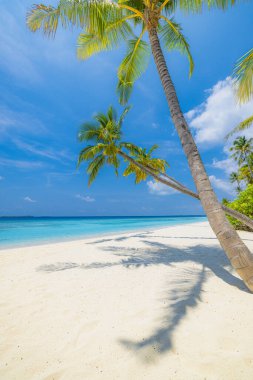 Mükemmel ada sahili. Yaz cennetinin tropik seyahat manzarası. Beyaz kum palmiyeleri güneşli mavi deniz gökyüzü.