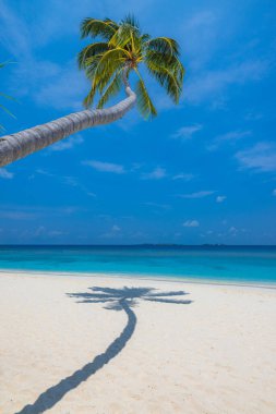 Sahilde güzel bir palmiye ağacı manzarası 