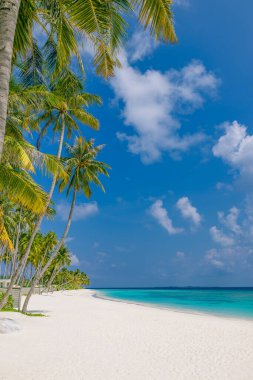 Mükemmel ada sahili. Yaz cennetinin tropik seyahat manzarası. Beyaz kum palmiyeleri güneşli mavi deniz gökyüzü.