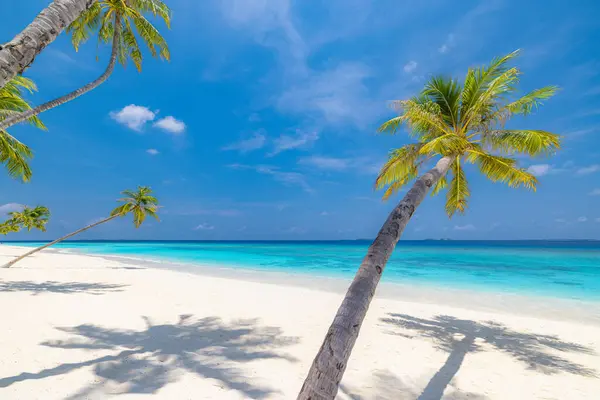 stock image Perfect island beach coast. Tropical travel landscape of summer paradise. White sand palm trees sunny blue sea sky.