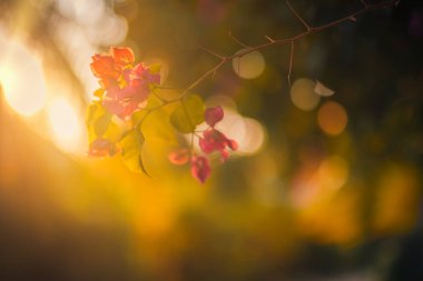 Güzel doğa, yakın plan Bougainvillea çiçekleri. Doğal yeşil yemyeşil yeşillik. Yazın arka planı bulanıklaşıyor..