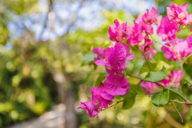 Güzel doğa, yakın plan Bougainvillea çiçekleri. Doğal yeşil yemyeşil yeşillik. Yazın arka planı bulanıklaşıyor..