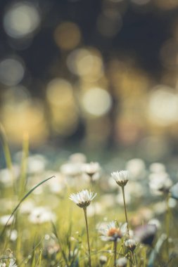 Papatya çayır manzarasının huzurlu, yumuşak odağı. Bulanık doğa arka planında güzel papatyalar 