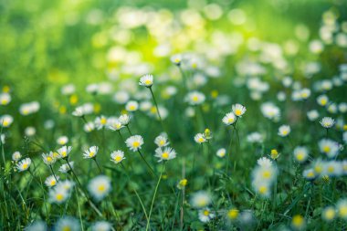 Papatya çayır manzarasının huzurlu, yumuşak odağı. Bulanık doğa arka planında güzel papatyalar 