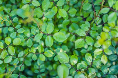 Taze yeşil yaprakların üst görünümü.