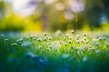 Papatya çayır manzarasının huzurlu, yumuşak odağı. Bulanık doğa arka planında güzel papatyalar 