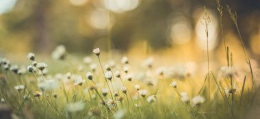 Papatya çayır manzarasının huzurlu, yumuşak odağı. Bulanık doğa arka planında güzel papatyalar 