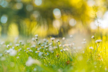 Papatya çayır manzarasının huzurlu, yumuşak odağı. Bulanık doğa arka planında güzel papatyalar 