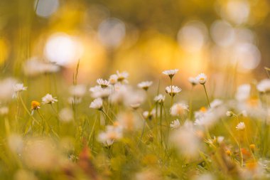 Papatya çayır manzarasının huzurlu, yumuşak odağı. Bulanık doğa arka planında güzel papatyalar 