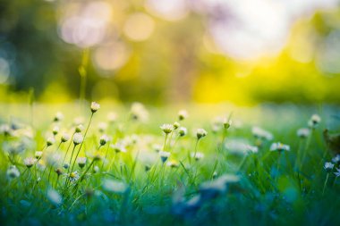 Papatya çayır manzarasının huzurlu, yumuşak odağı. Bulanık doğa arka planında güzel papatyalar 