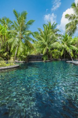 야자수와 열 대 수영장palmiye ağaçları ile tropikal Yüzme Havuzu