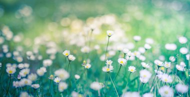 Papatya çayır manzarasının huzurlu, yumuşak odağı. Bulanık doğa arka planında güzel papatyalar 