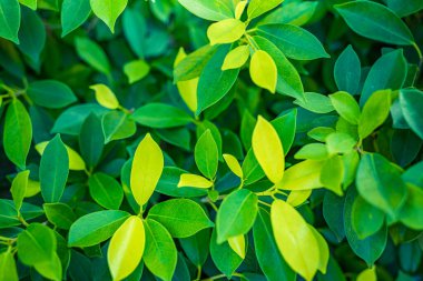 Taze yeşil yaprakların üst görünümü.