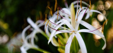 Bulanık arkaplanda güzel beyaz çiçekleri kapat 