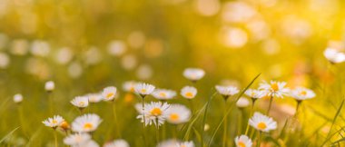 Papatya çayır manzarasının huzurlu, yumuşak odağı. Bulanık doğa arka planında güzel papatyalar 