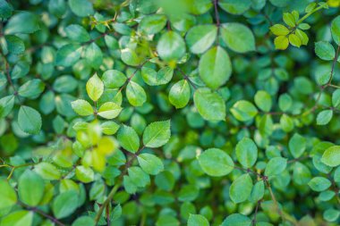 Taze yeşil yaprakların üst görünümü