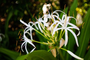 Bulanık arkaplanda güzel beyaz çiçekleri kapat 