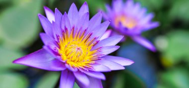 Bahçe havuzunda açan mor nilüfer çiçekleri. Yeşil, yemyeşil, yemyeşil, yumuşacık, yumuşacık bir arka plan..