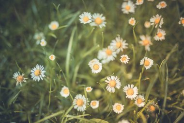 Bulanık yeşil arka planda güzel beyaz papatyaların üst görünümü 
