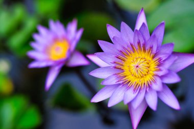 Bahçe havuzunda açan mor nilüfer çiçekleri. Yeşil, yemyeşil, yemyeşil, yumuşacık, yumuşacık bir arka plan..