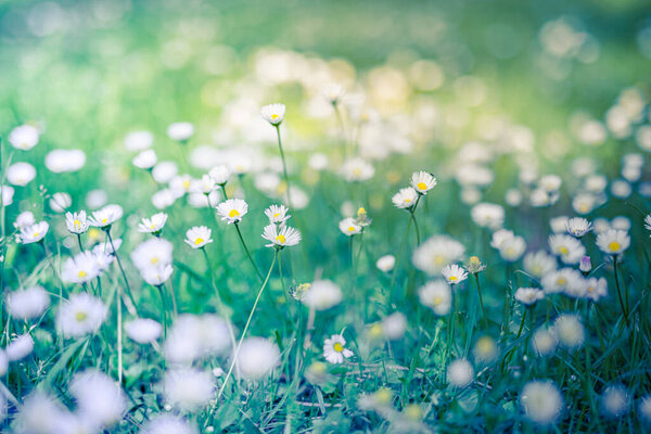 Peaceful soft focus of daisy meadow landscape. Beautiful daisies on blurred nature background 