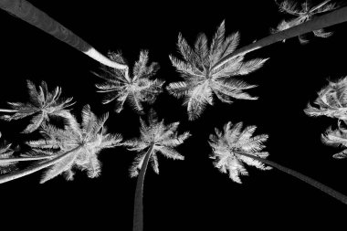 Siyah arkaplanda palmiye ağaçlarının siyah ve beyaz görüntüsü