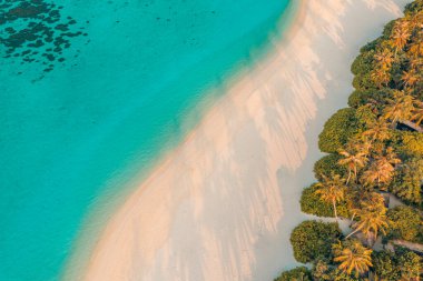 Palmiyeleri ve okyanusu olan tropikal sahil manzarası