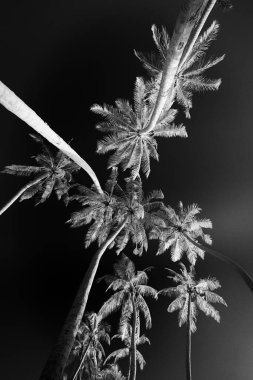 Siyah arkaplanda palmiye ağaçlarının siyah ve beyaz görüntüsü