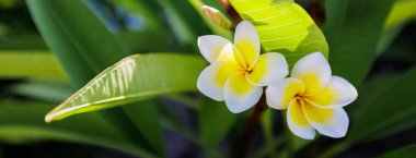 Tomurcuklanan tropikal çiçekler, yakın görüş