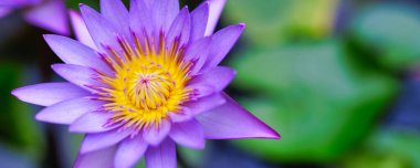 Gölette güzel mor nilüfer çiçekleri