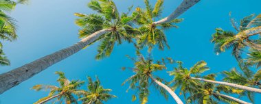 palmiye ağaçları ile mavi gökyüzü arka plan