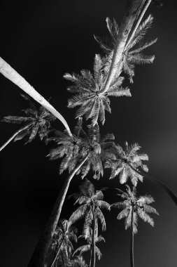 Siyah arkaplanda palmiye ağaçlarının siyah ve beyaz görüntüsü