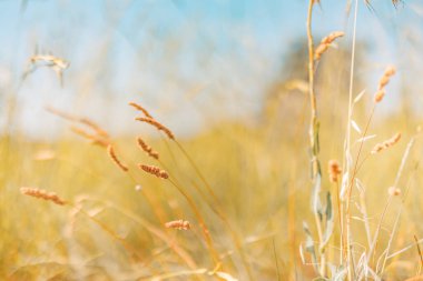 Tarlada yetişen altın otlar