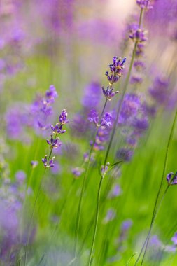Yeşil bir tarlada yetişen lavanta çiçeklerinin yakın görüntüsü
