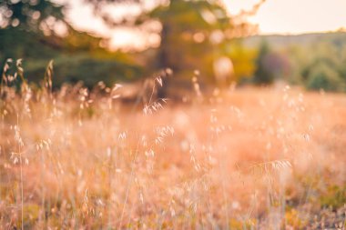 Tarlada yetişen altın otlar