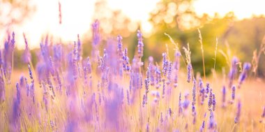 Yeşil bir tarlada yetişen lavanta çiçeklerinin yakın görüntüsü