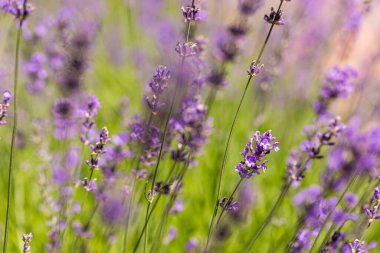 Yeşil bir tarlada yetişen lavanta çiçeklerinin yakın görüntüsü