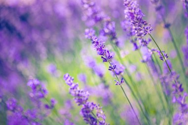 Tarlada büyüyen lavanta çiçeklerinin yakın görüntüsü