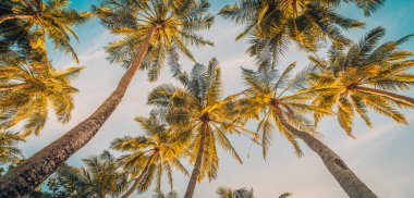 Tropikal bahçede mavi bulutlu arka planda palmiye ağaçları